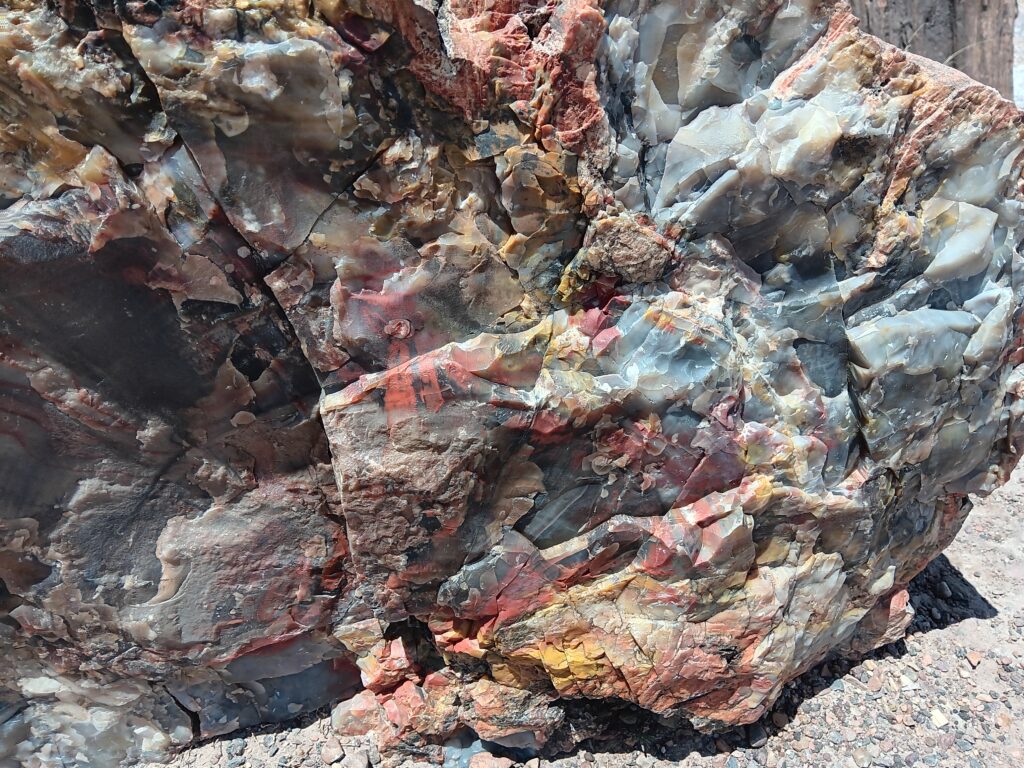 Close-up of Petrified Wood in the Petrified Forest National Park