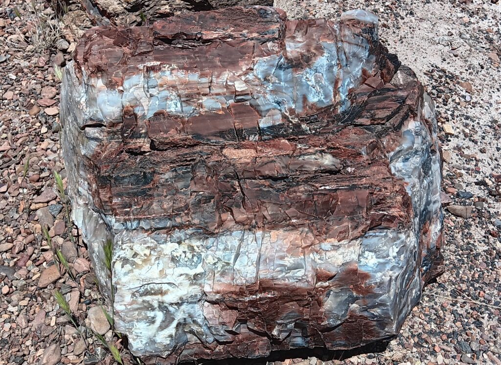 Close-up of Petrified Wood in the Petrified Forest National Park