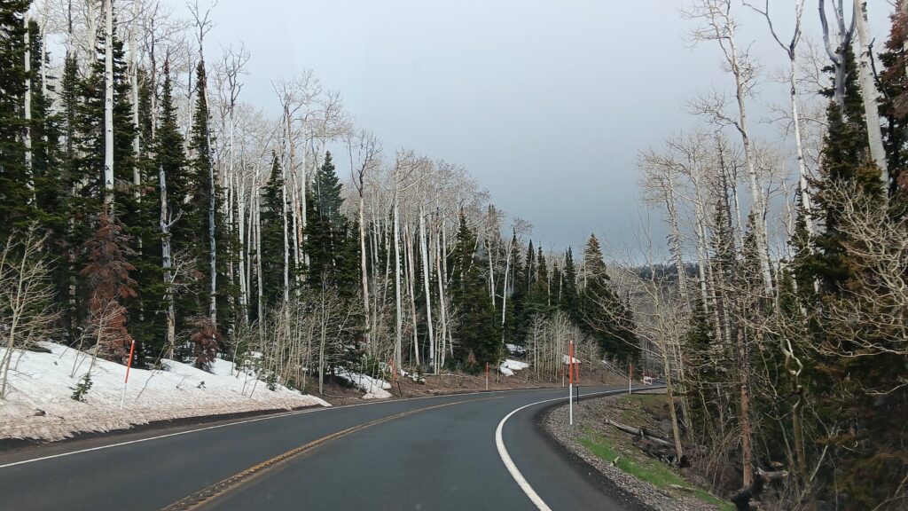 Bare Aspen, from Scenic Byway 12