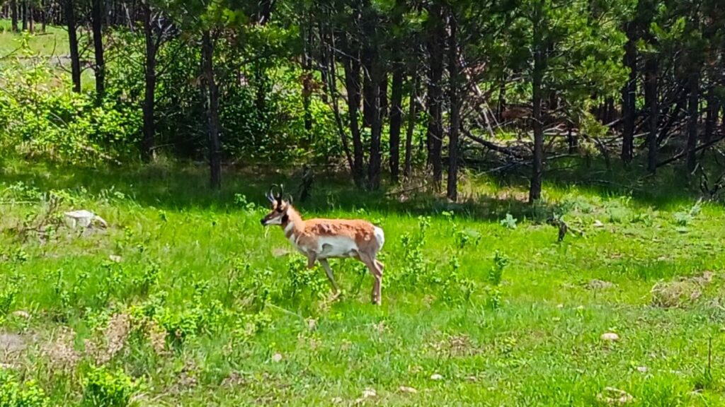 Pronghorn at Custer State Park