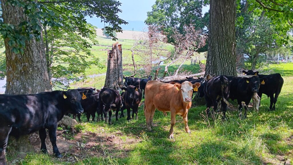 Cows in Burke's Garden